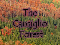 The Beautiful Cansiglio Foresto